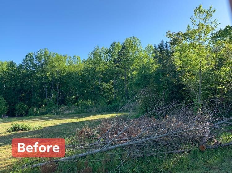 A wooded area with a clear blue sky. Brush and cut tree limbs lie in the foreground.