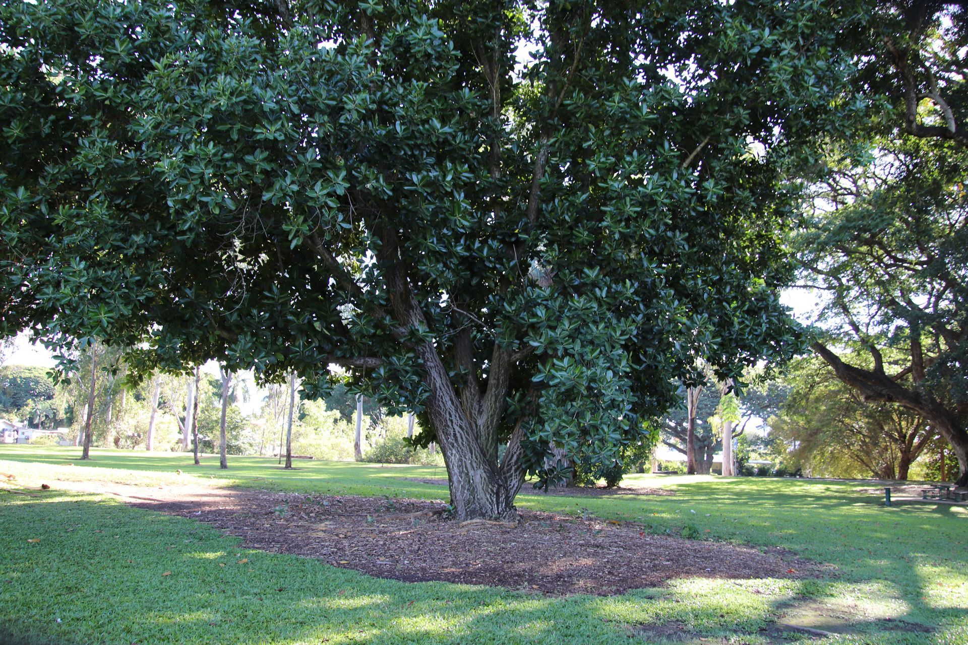 Arborist Tree Report — Leppington, NSW — Shane & Catherine’s Tree Service