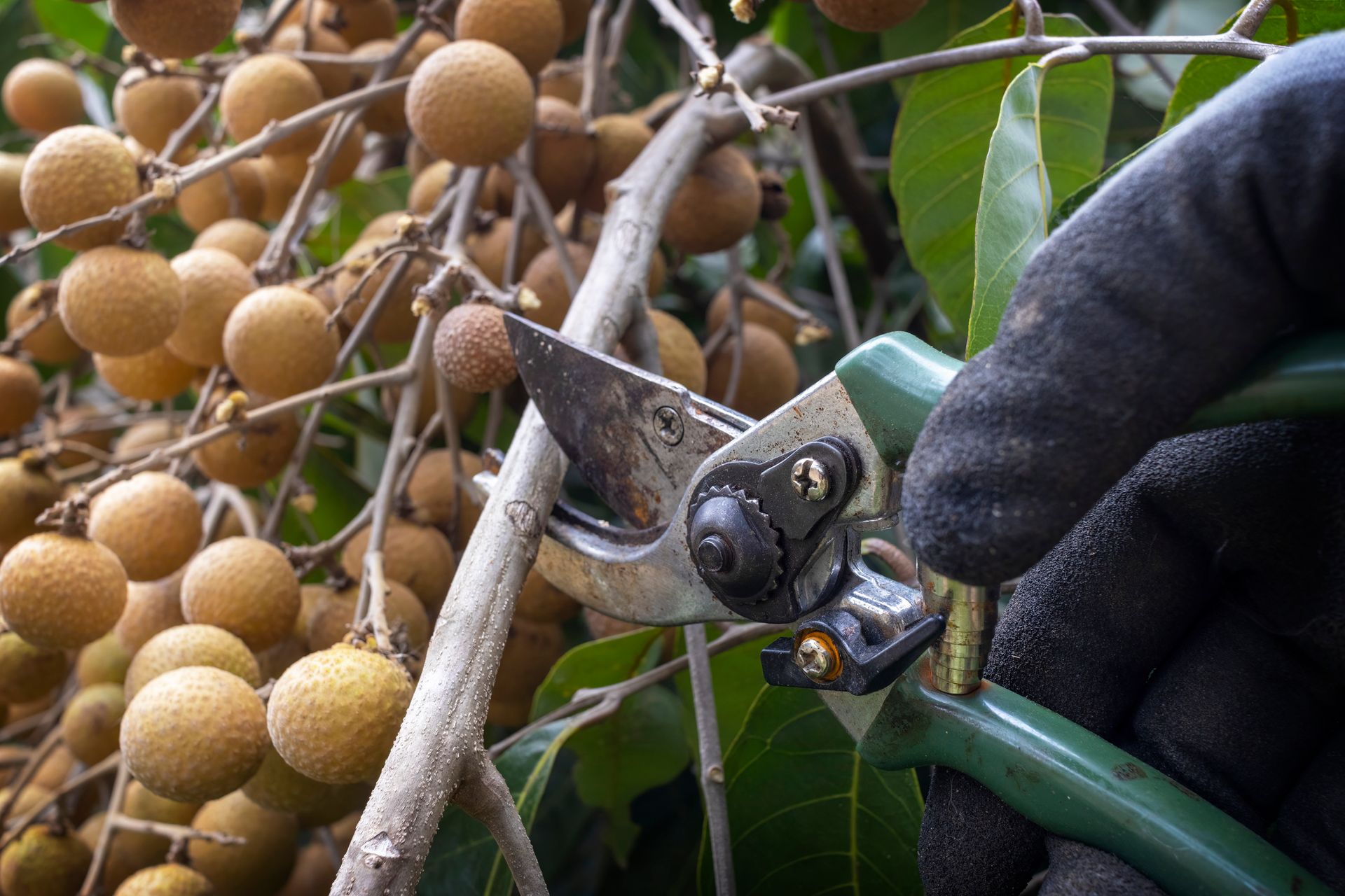 Tree Pruning — Leppington, NSW — Shane & Catherine’s Tree Service