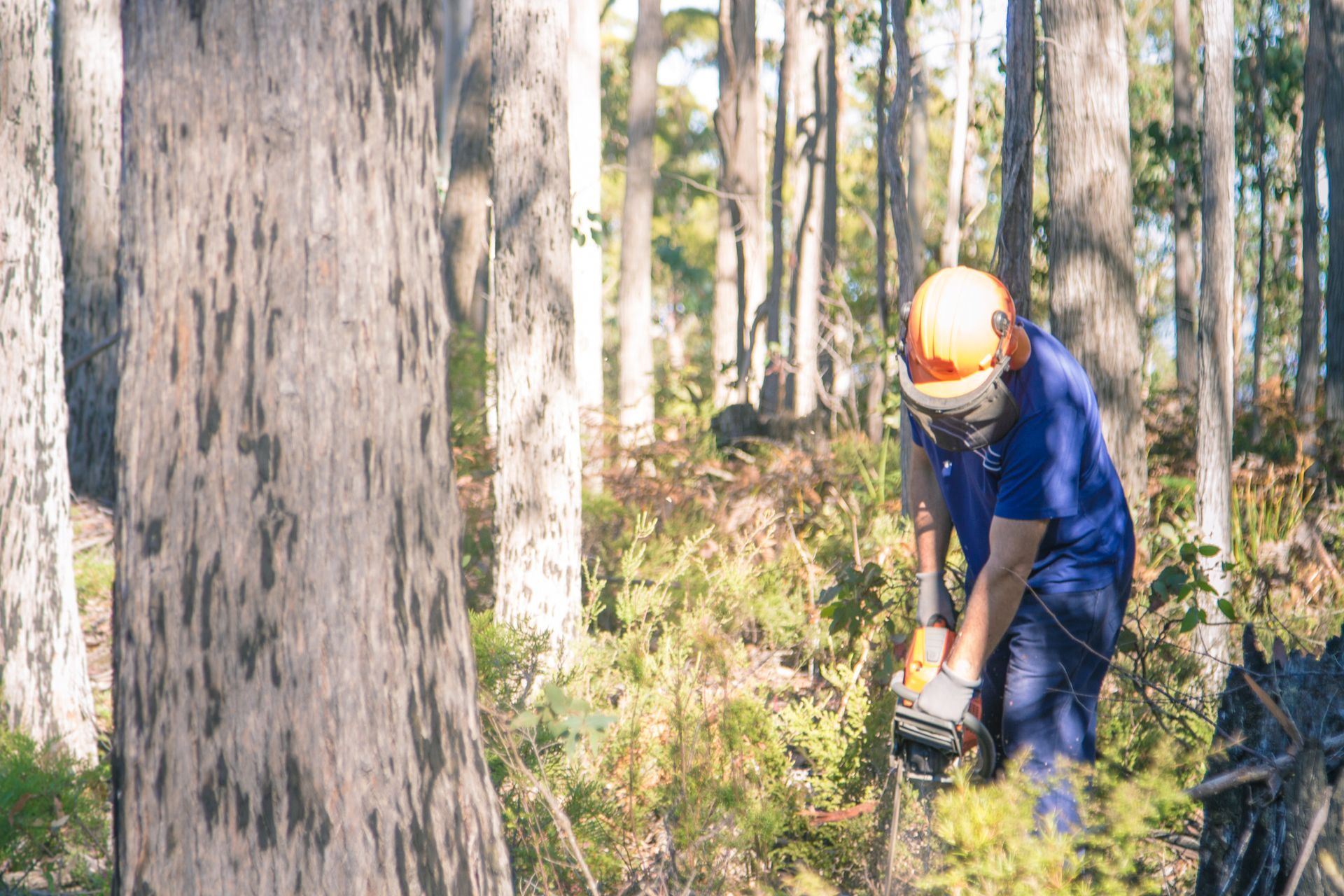 Tree Lopping — Leppington, NSW — Shane & Catherine’s Tree Service