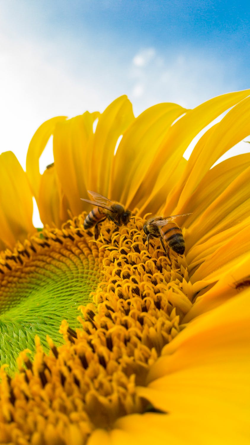 Sunflower with Bee's