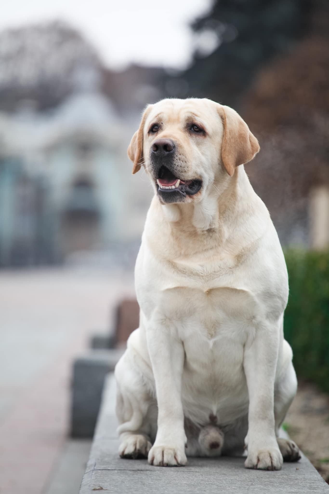 Int CH Starneos Oscar For Starlight Lab's