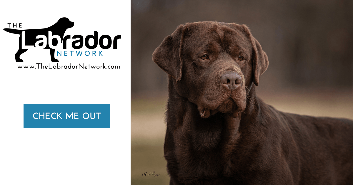 CH Gallivant Joyful Jester