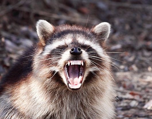 Shake-Away All Natural Raccoon Repellent