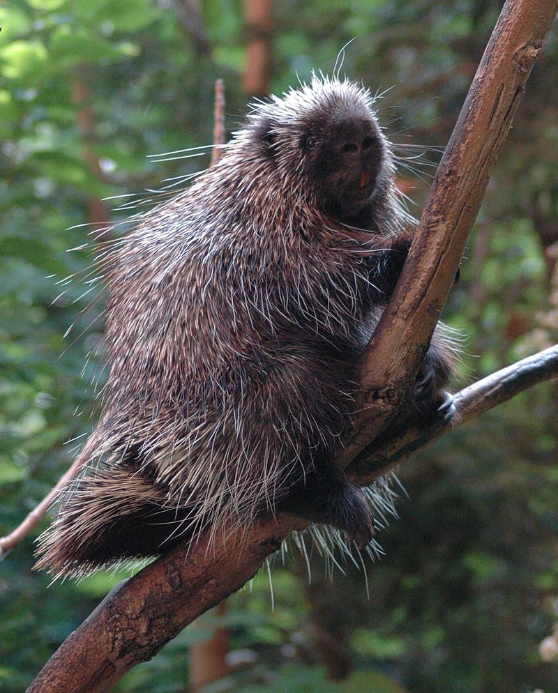 Porcupine on Branch