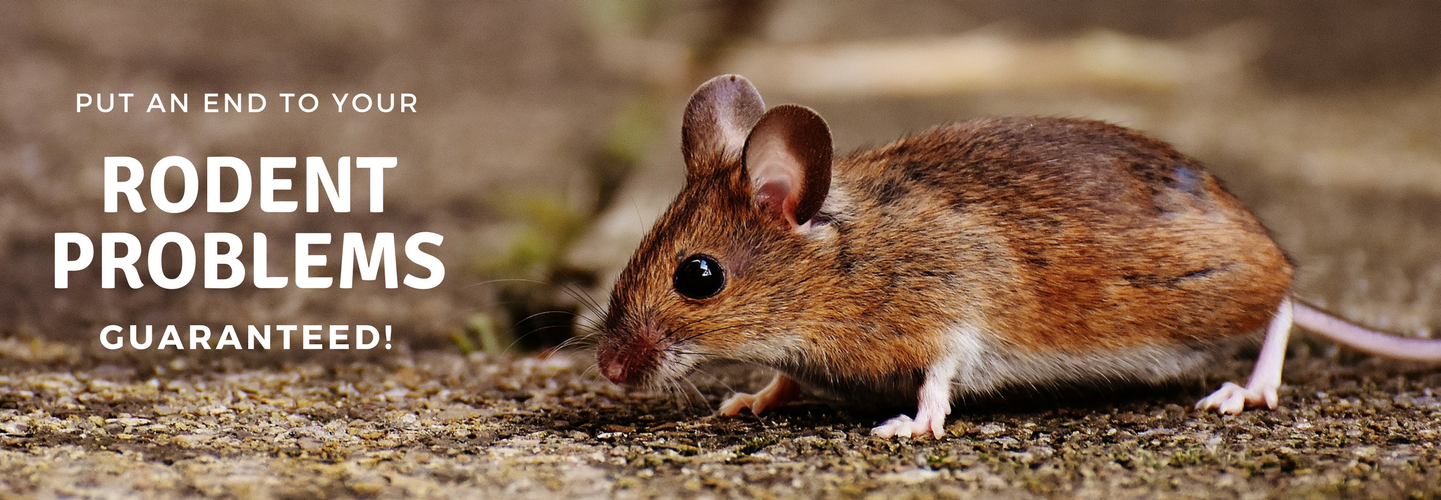 Mouse animal in wooded area