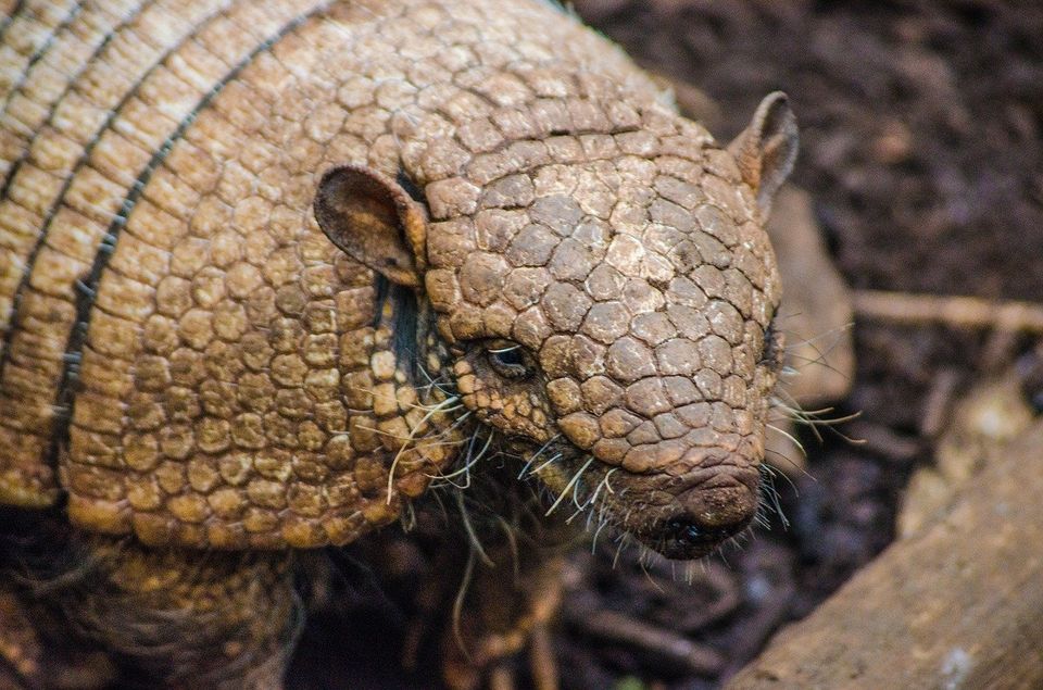 Armadillos - What They Are and How to Get Rid of Them