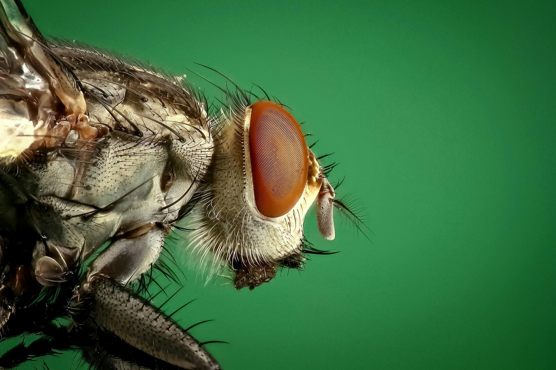Pest Control Issues
