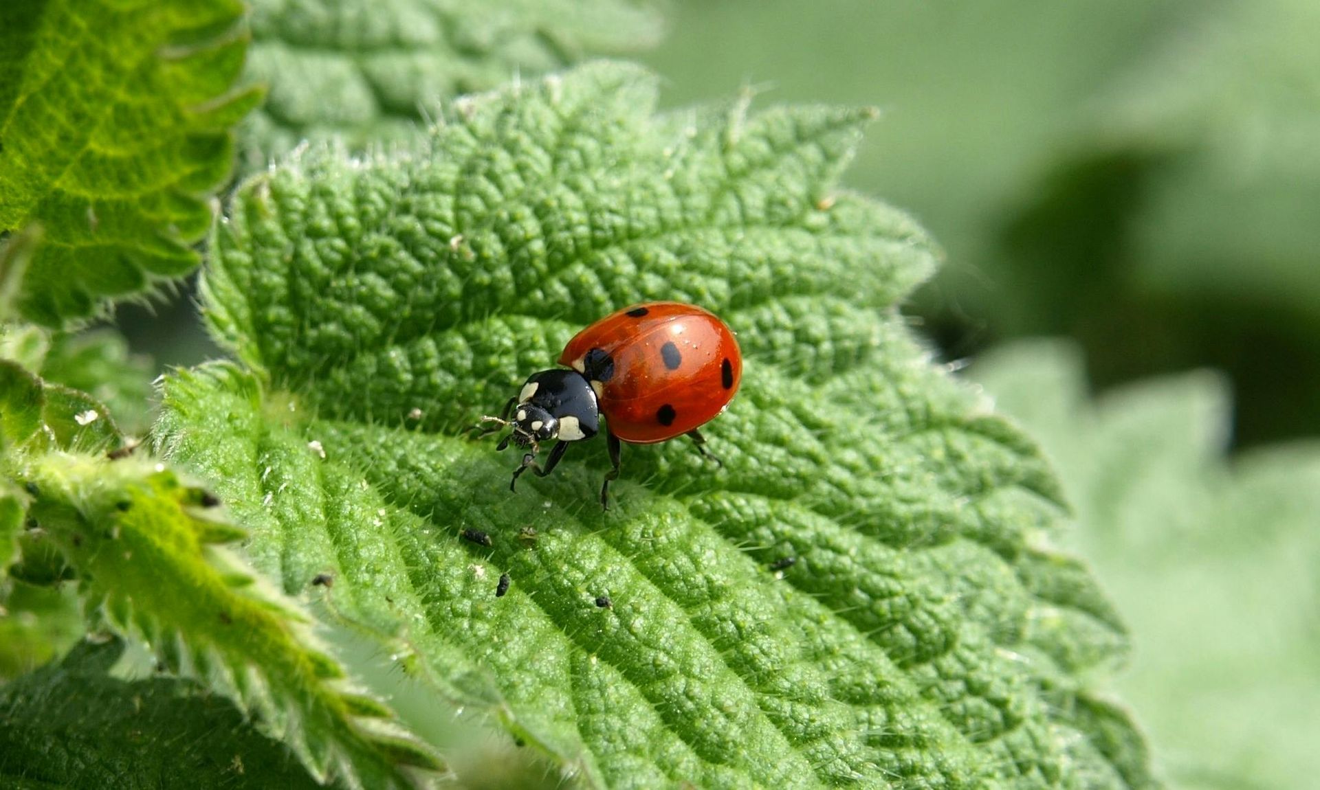 Pest-Proof Insulation