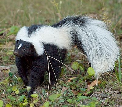 Skunk Behavior During Mating Season and its Impact on Pest Management