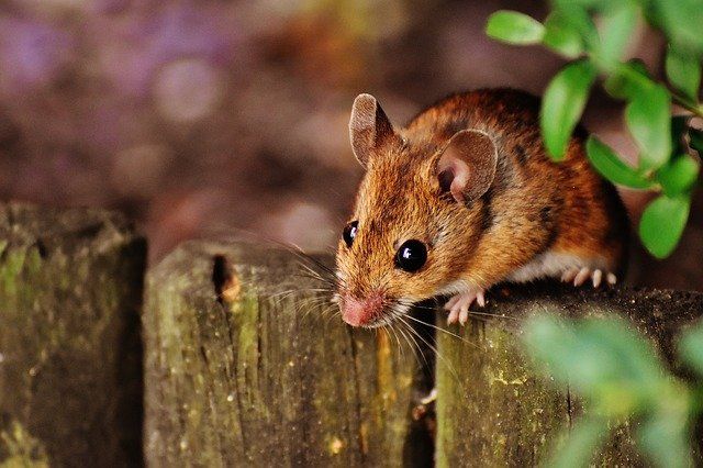 Brown mouse on a fence