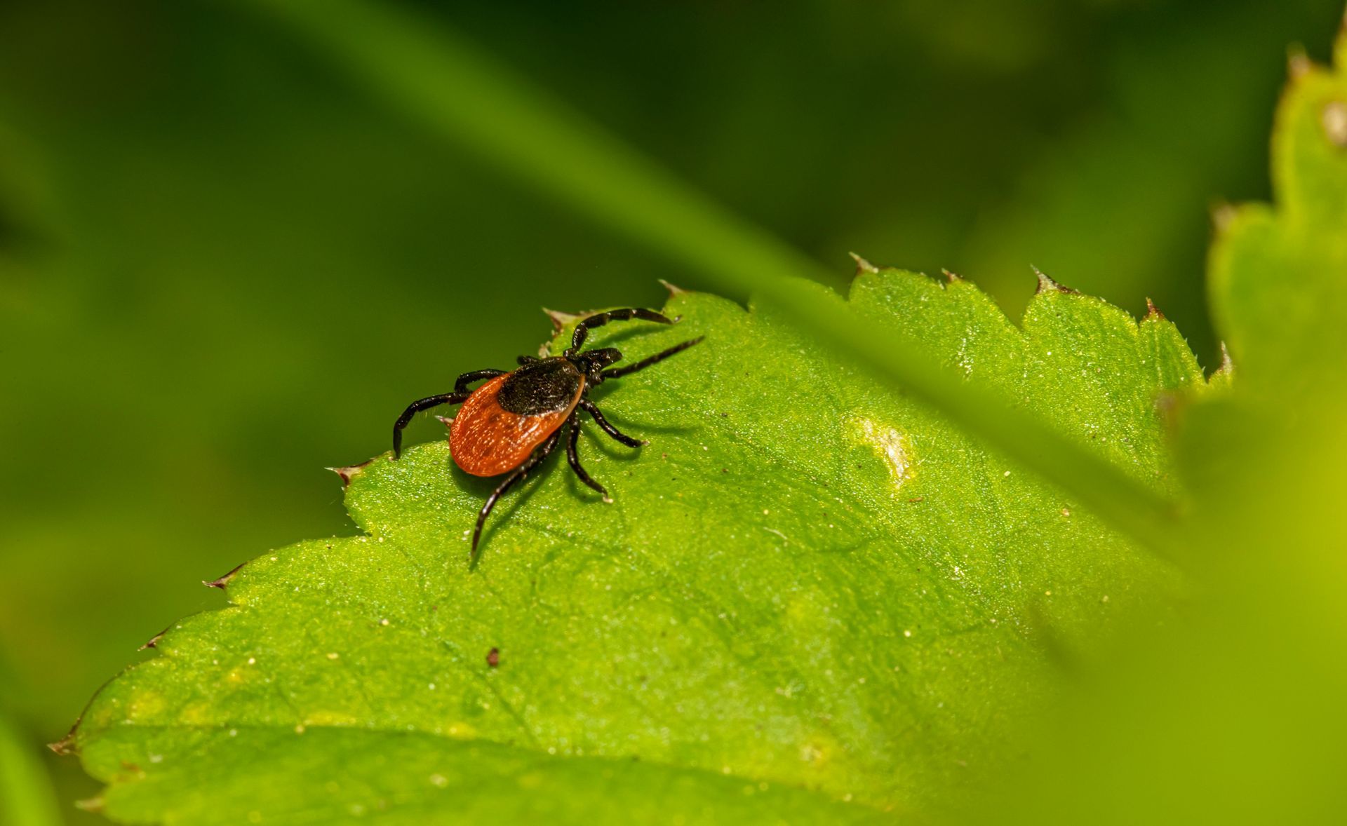 Green Pest Control