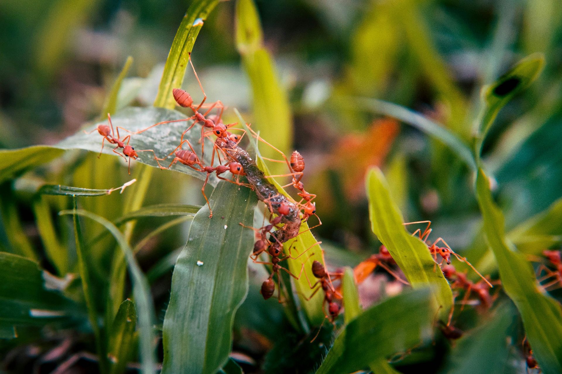 Pest activity