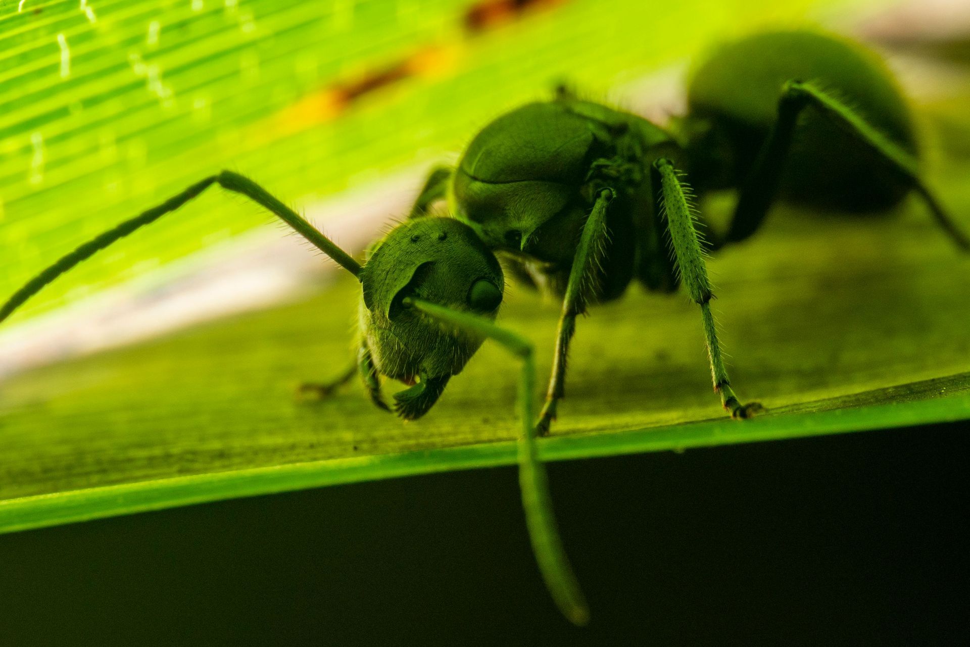 Pest Invasion