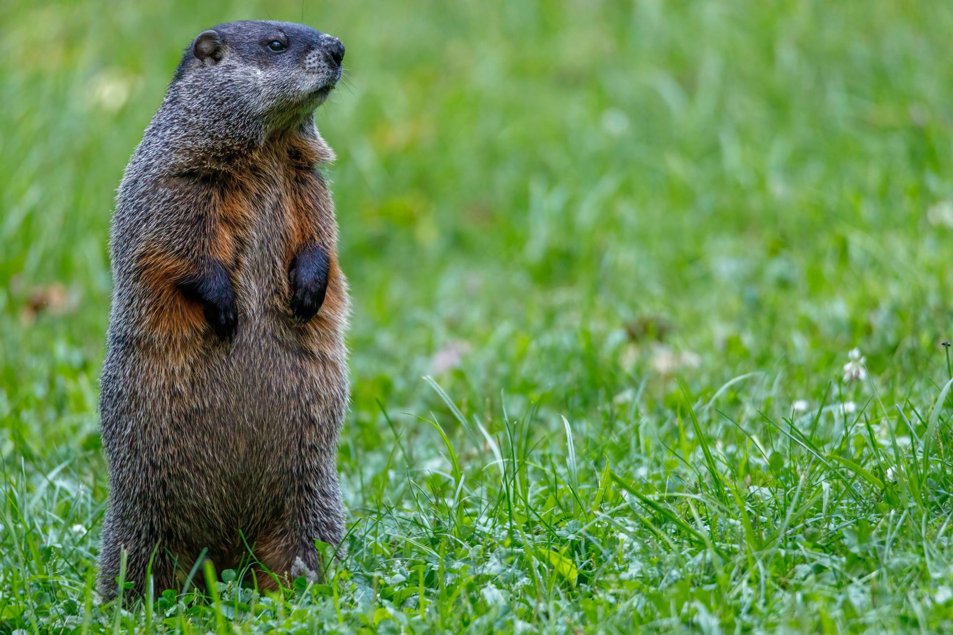 Woodchuck