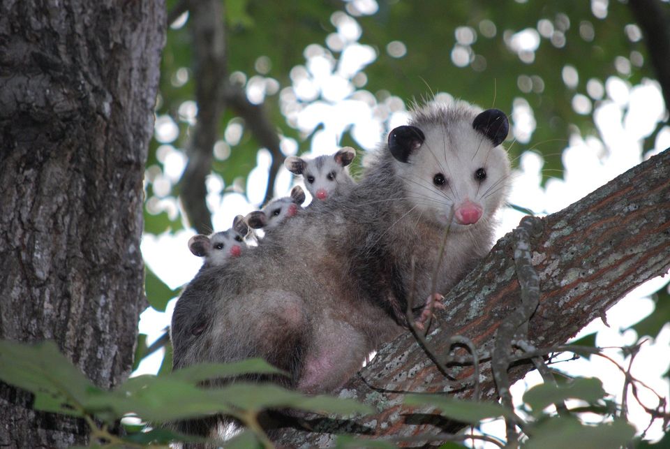 Possum on branch with 3 babies