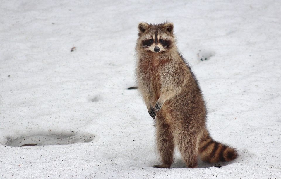 Raccoon on Hind Legs in Snow