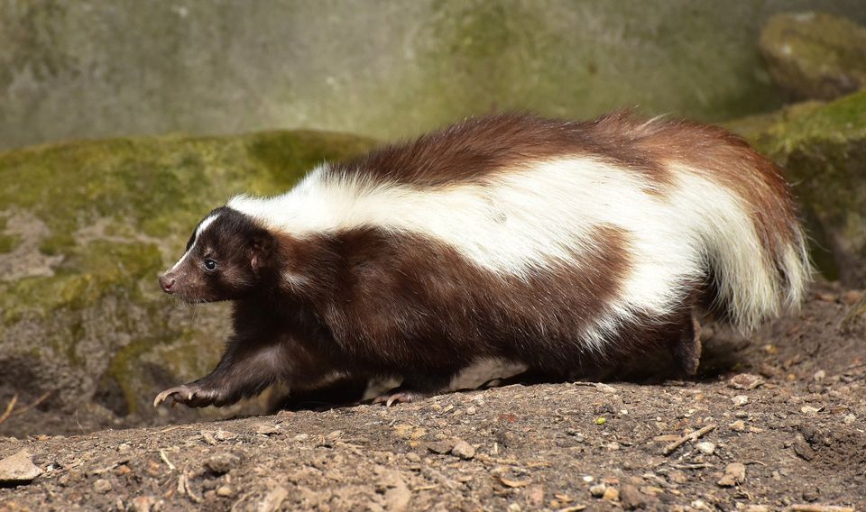A Skunk in the Wild