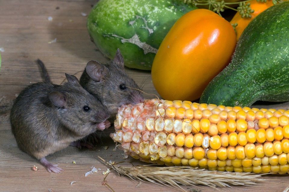 Mice eating from a cob of corn