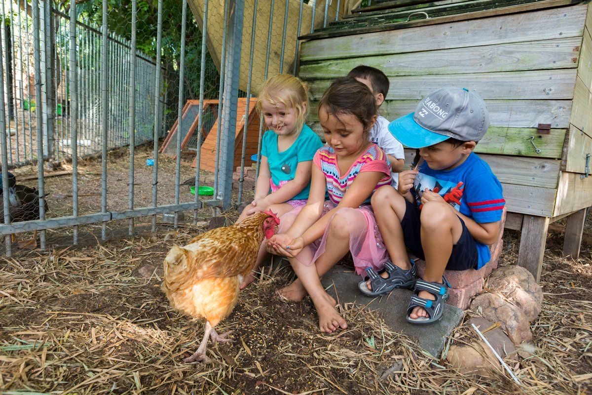 Kids Feeding a Chicken — Darwin, NT — Territory Child Care Group