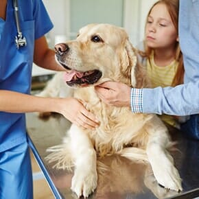 Veterinarians — Cute Dog at Clinic in Terrebonne, OR