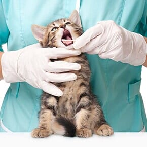 Emergency Services Veterinarians — Kitten Having Dental Checkup in Terrebonne, OR