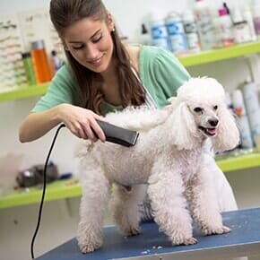 Pet Behaviors — Haircut for White Poodle in Terrebonne, OR