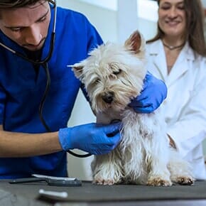 Small Animal Veterinarians — Veterinary Clinic in Terrebonne, OR
