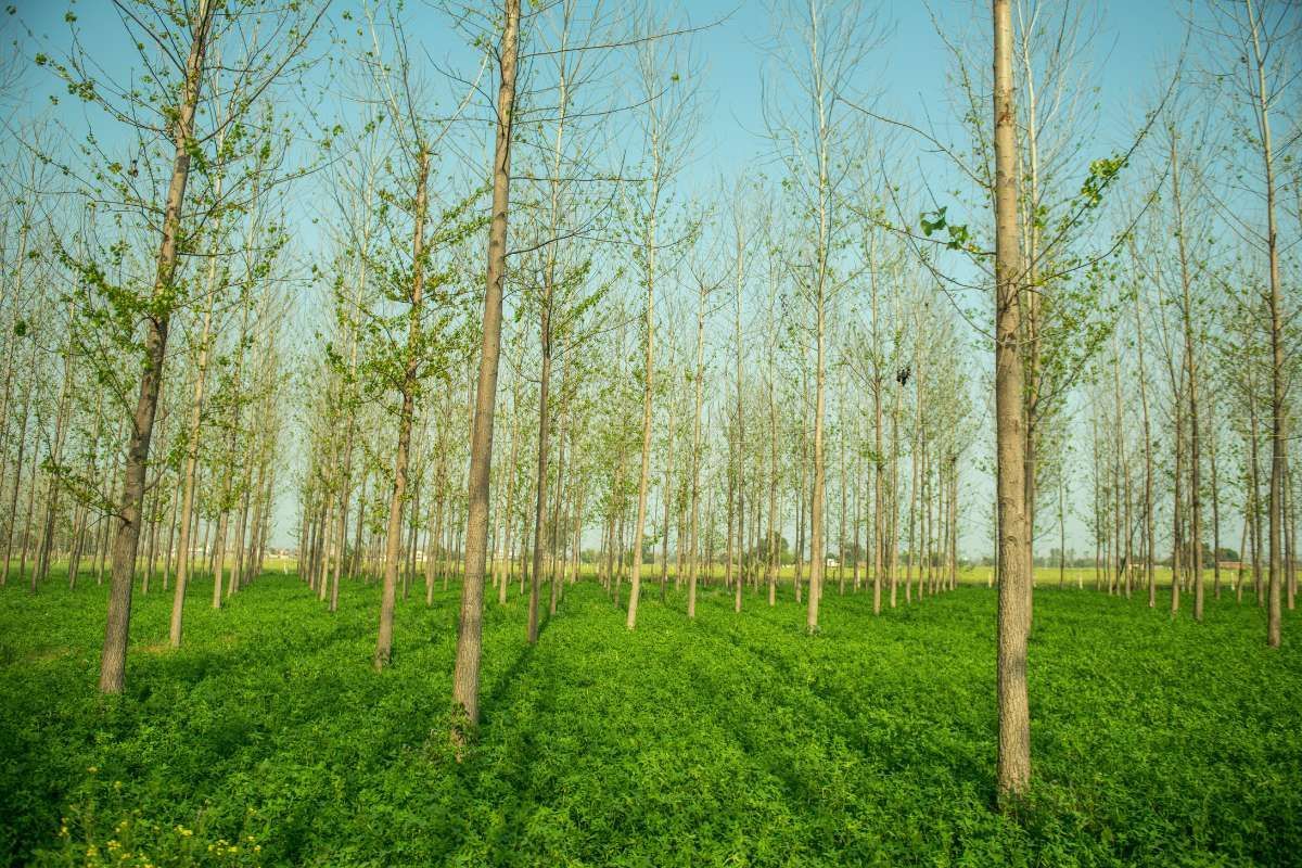 A row of trees in a field with a blue sky in the background.