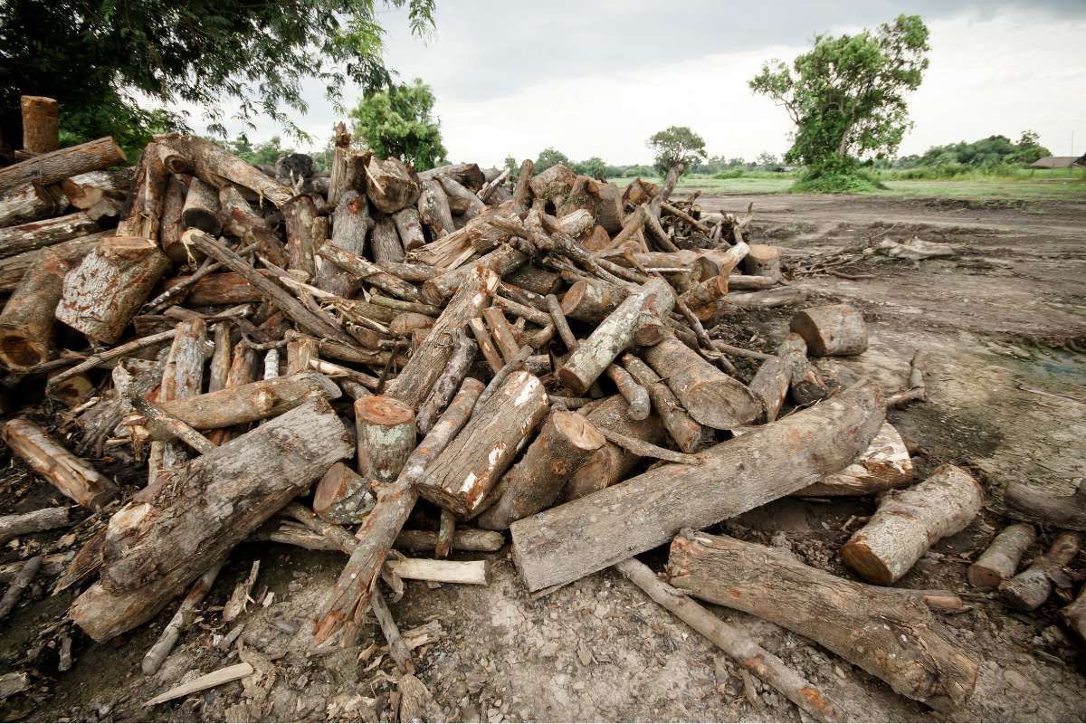 A pile of logs is sitting on the ground in a field.