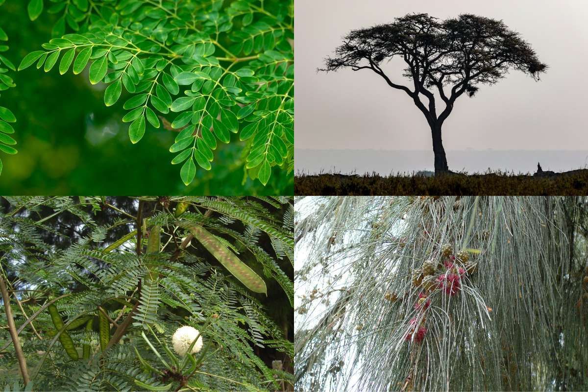 A collage of four pictures of trees and plants