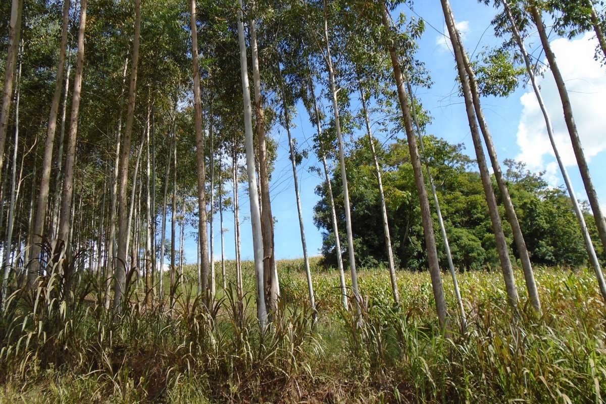 A row of trees in a field with a blue sky in the background