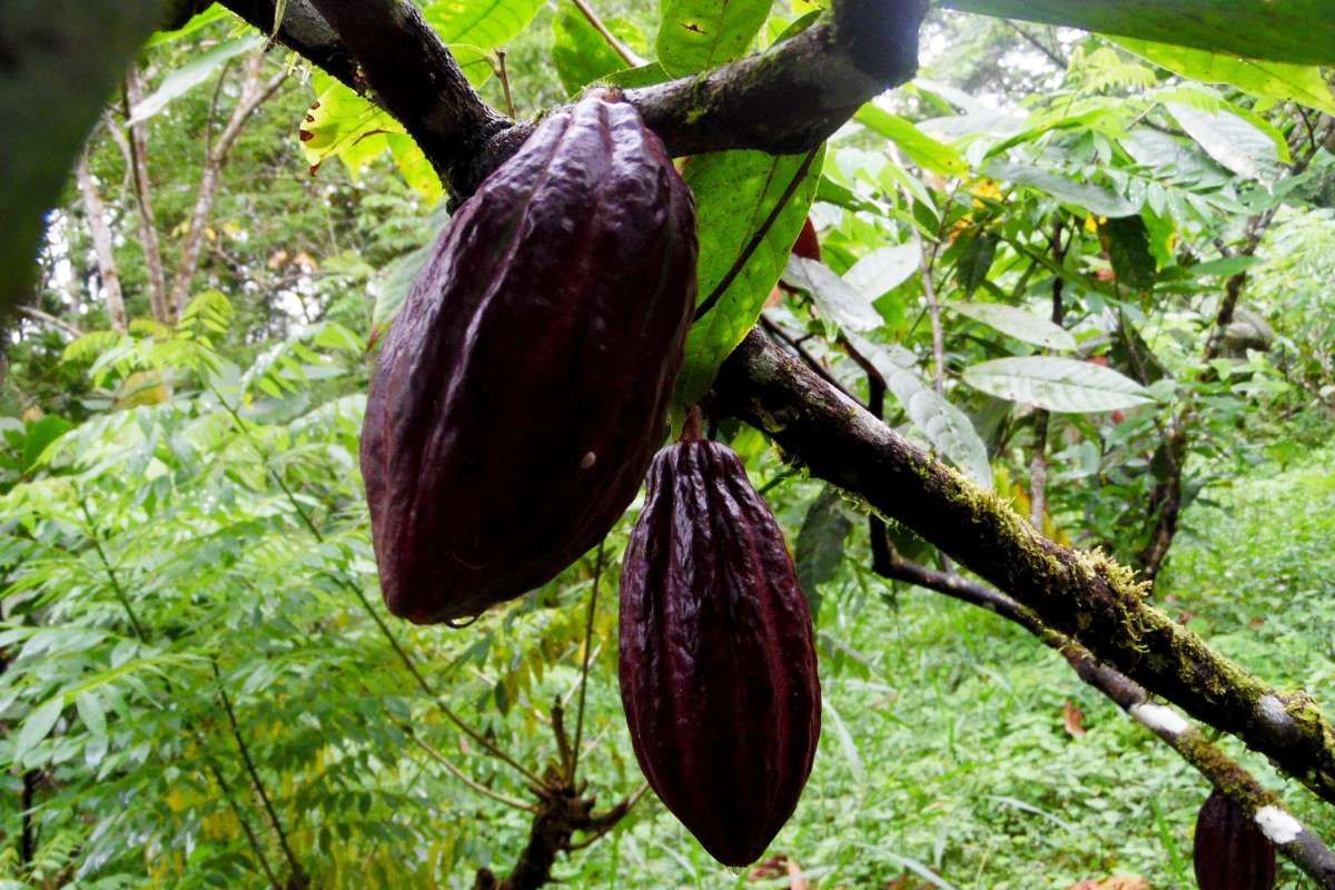 Two purple cocoa pods are hanging from a tree branch.