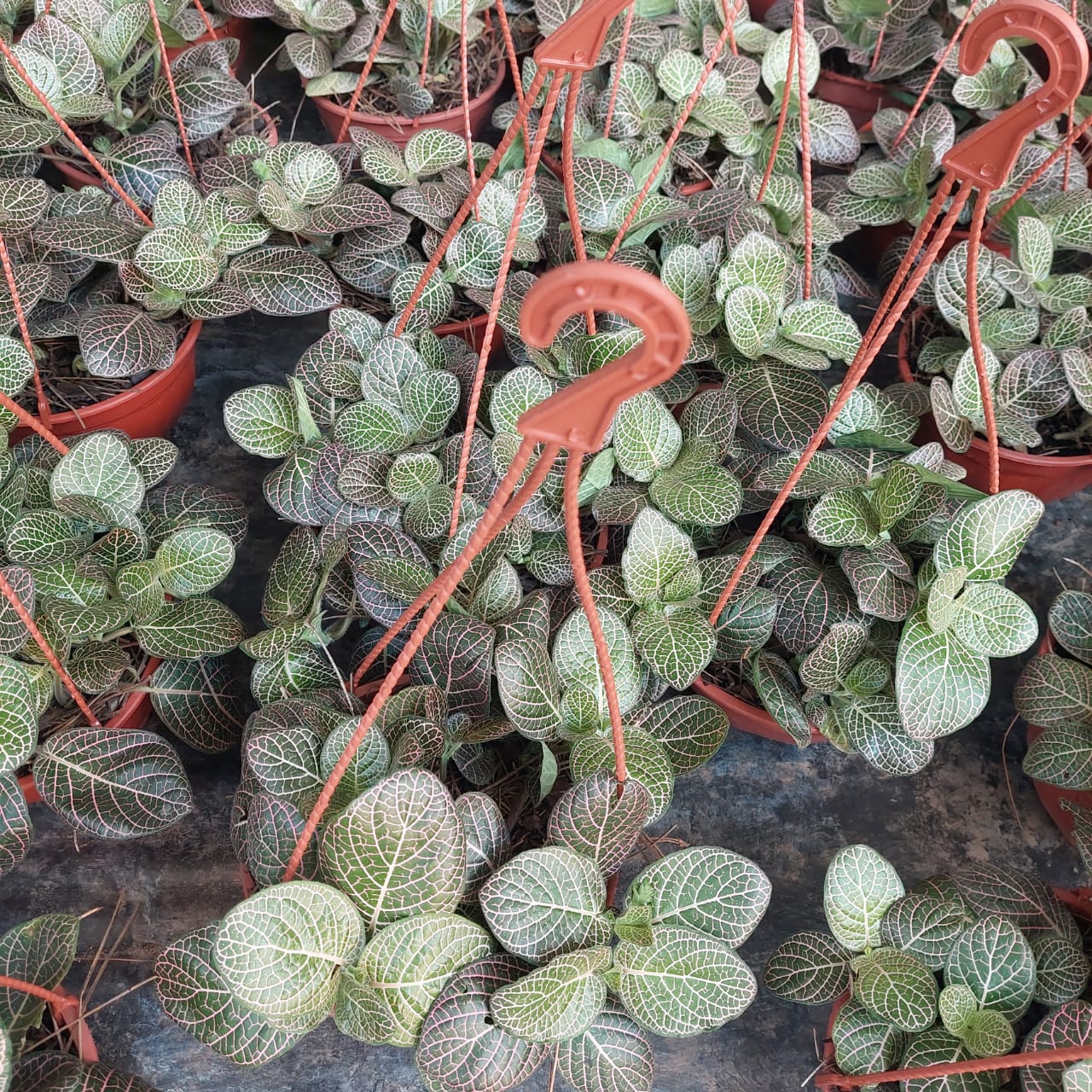 Fotografía cenital de múltiples cestas colgantes con plantas con dibujos verdes y blancos.