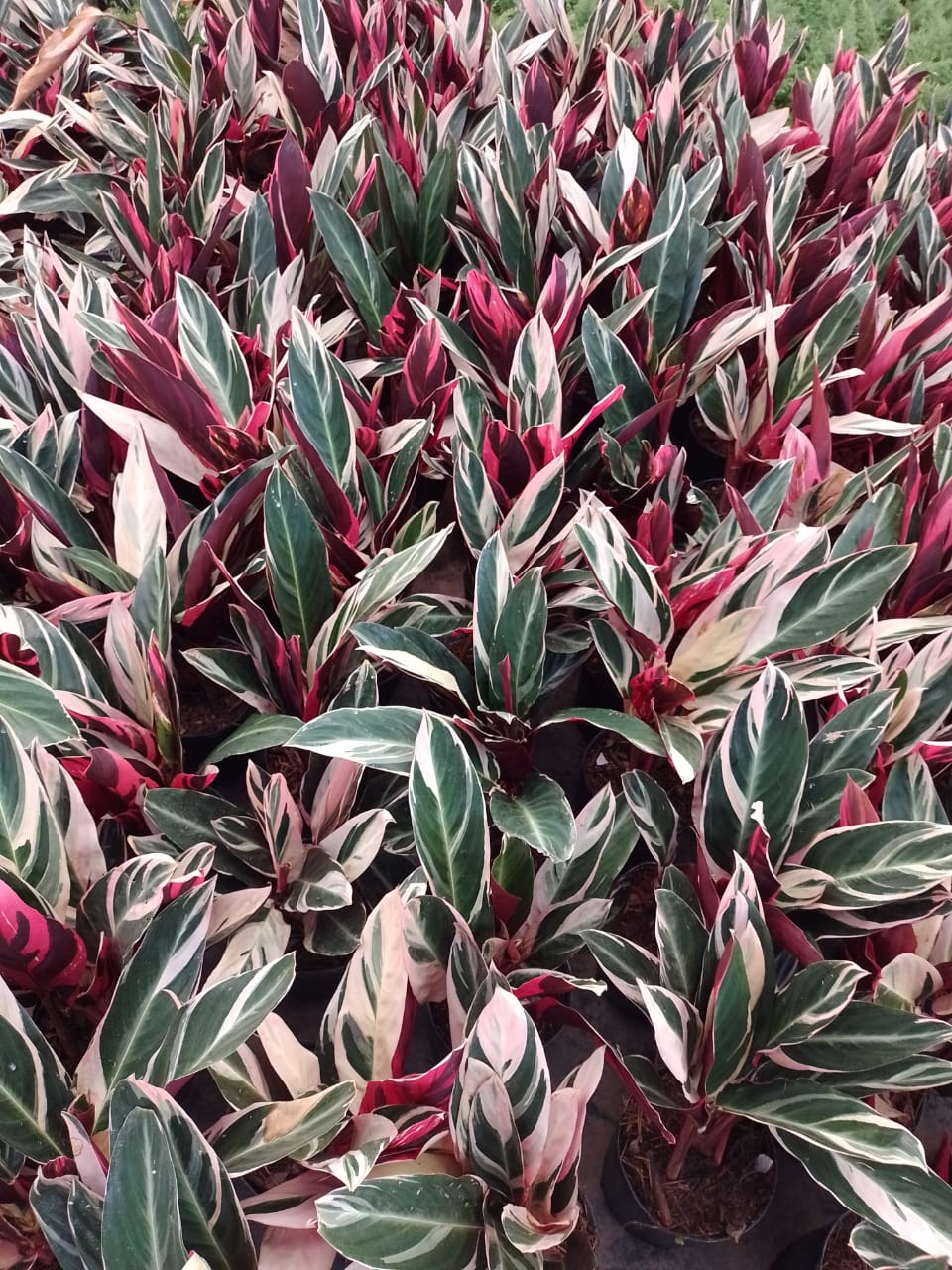 Plantas abigarradas con hojas verdes, blancas y rojas, probablemente de un jardín o vivero.