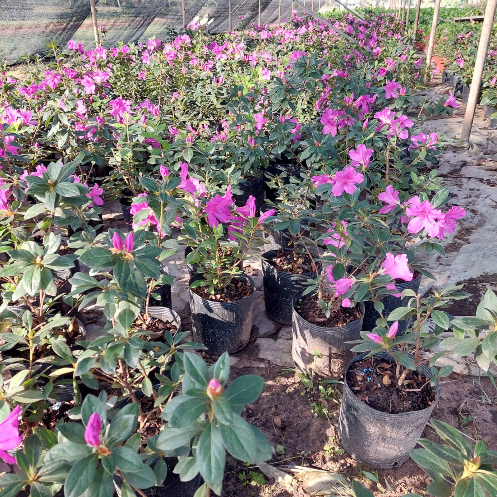 Plantas de azalea con flores rosas en macetas negras dentro de un invernadero.