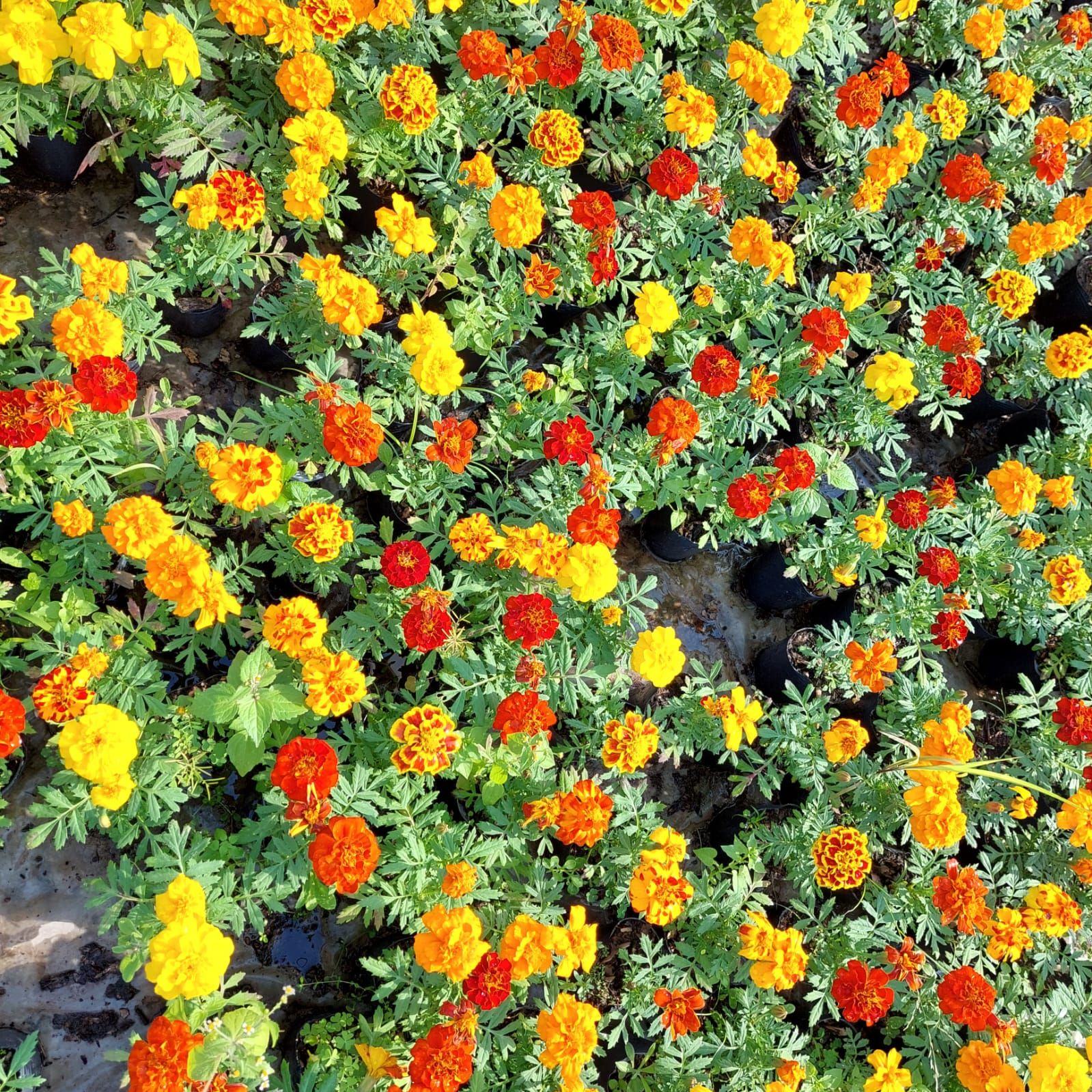 Campo de coloridas flores de caléndula en amarillo, naranja y rojo con follaje verde.