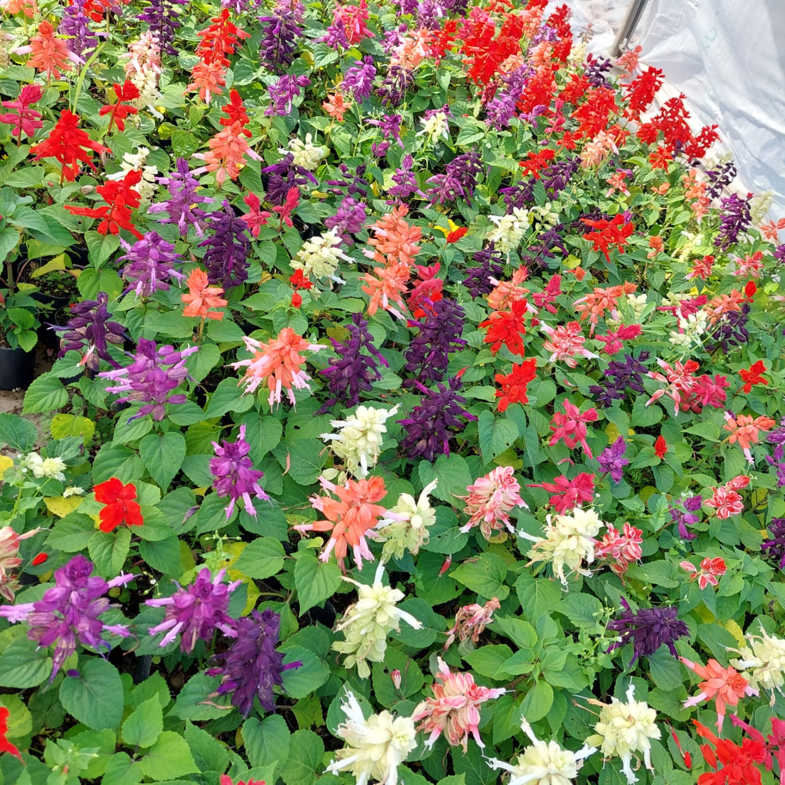 Mezcla vibrante de coloridas flores de salvia en un macizo de flores de jardín.