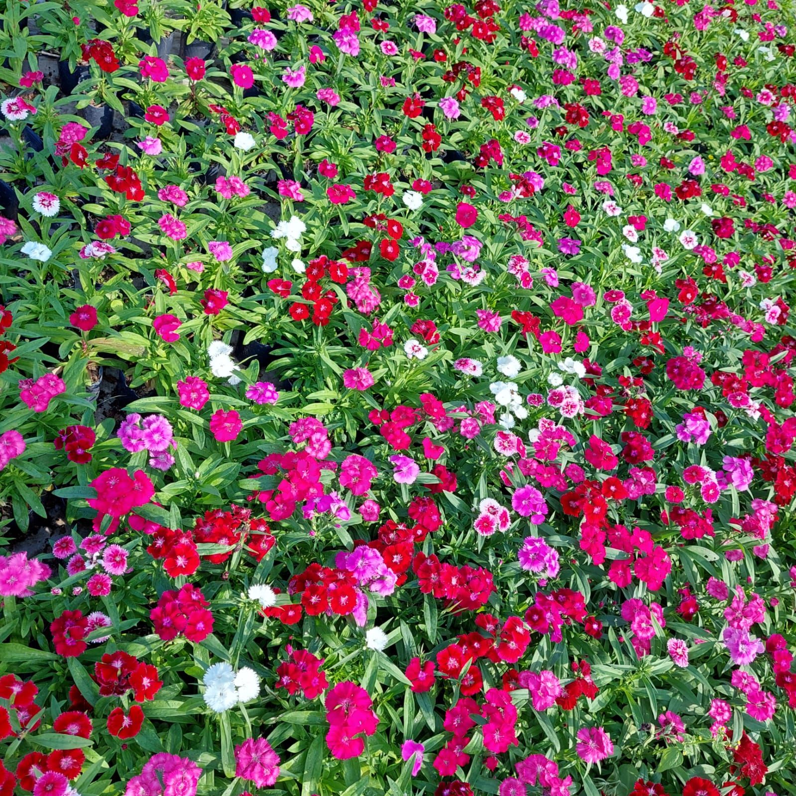Campo de vibrantes flores de clavel de color rosa, rojo y blanco con follaje verde a la luz del sol.