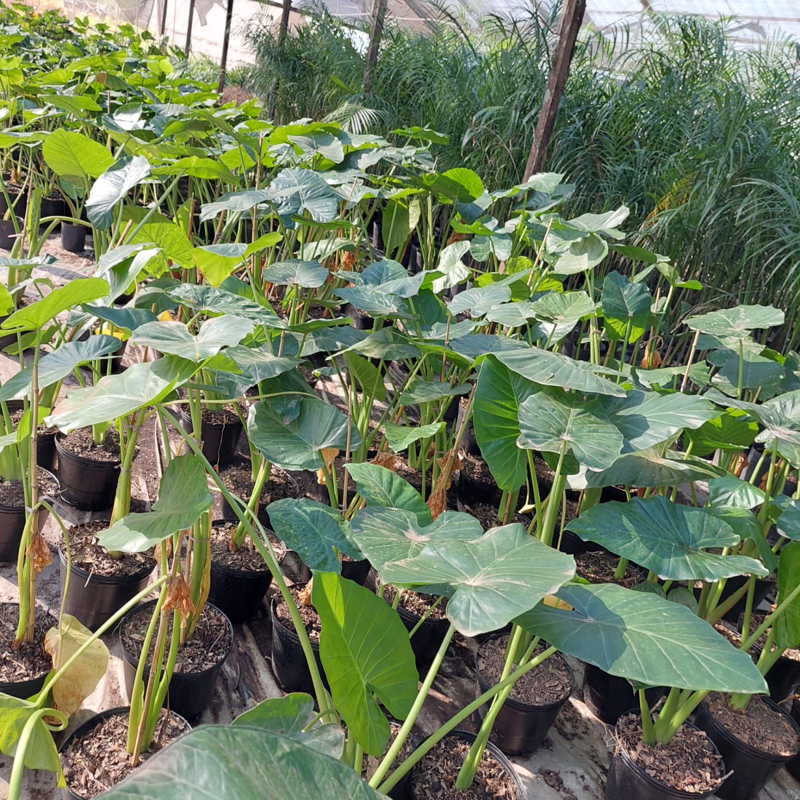 Hileras de plantas de taro en macetas con hojas grandes y verdes que crecen en un invernadero.
