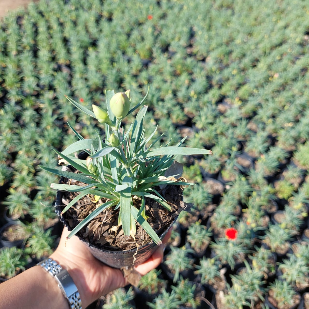 Mano sosteniendo una planta en maceta con brotes; muchas plantas similares en el fondo.