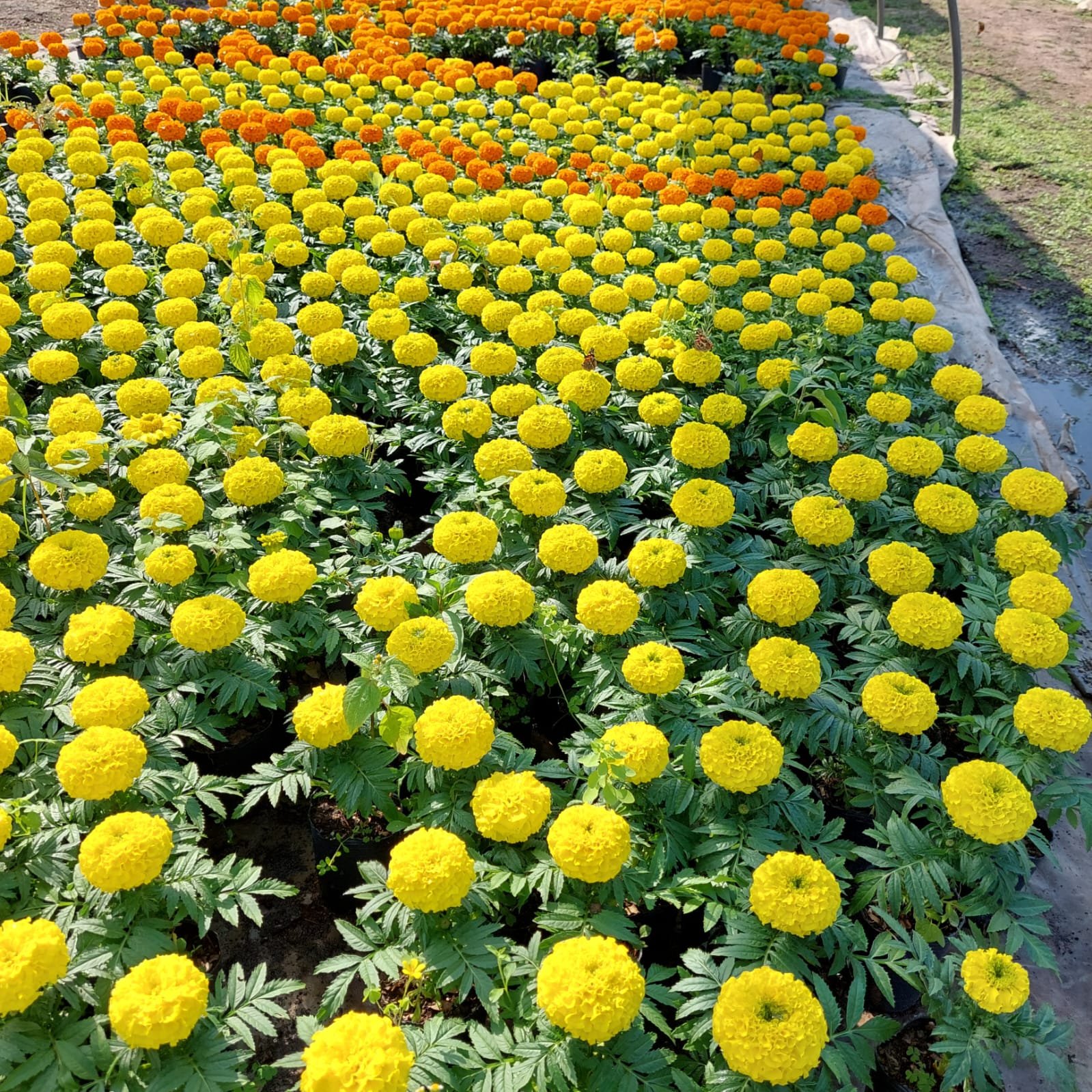 Campo de flores de caléndula de color amarillo brillante y naranja en hileras; follaje verde.