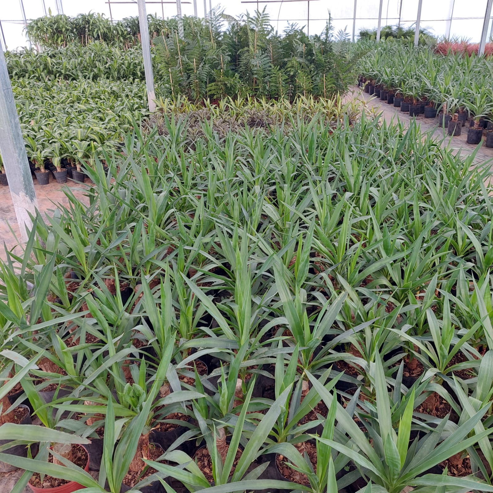 Invernadero lleno de hileras de plantas jóvenes y puntiagudas en macetas.