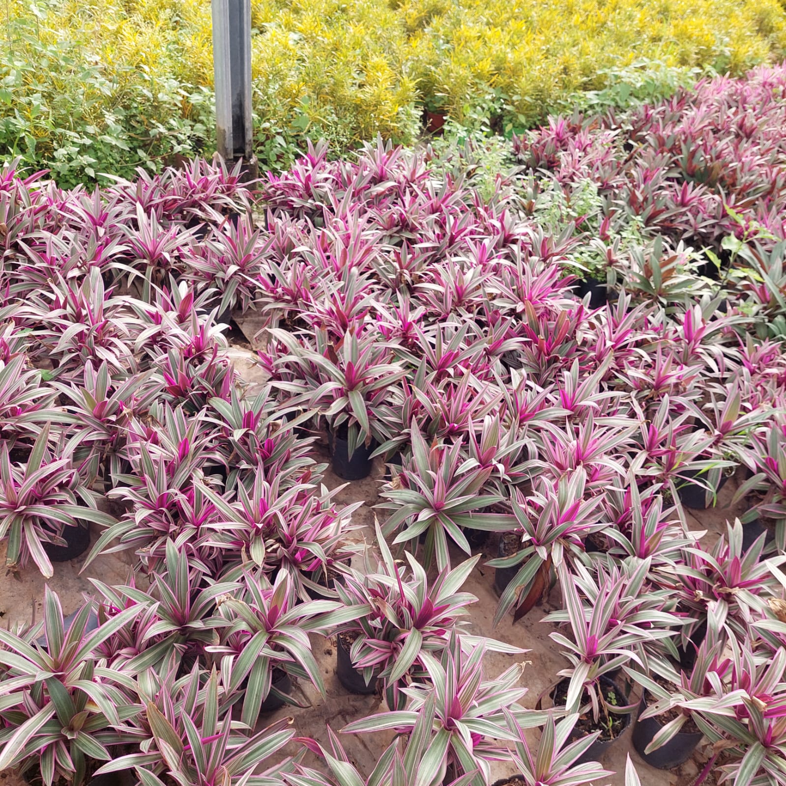 Hileras de plantas en maceta con hojas rosas y verdes en un vivero. Follaje amarillo al fondo.