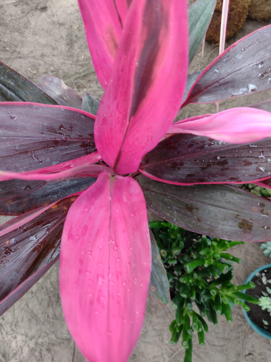 Planta Cordyline de color rosa vibrante y morado oscuro con acentos verdes en un entorno exterior.