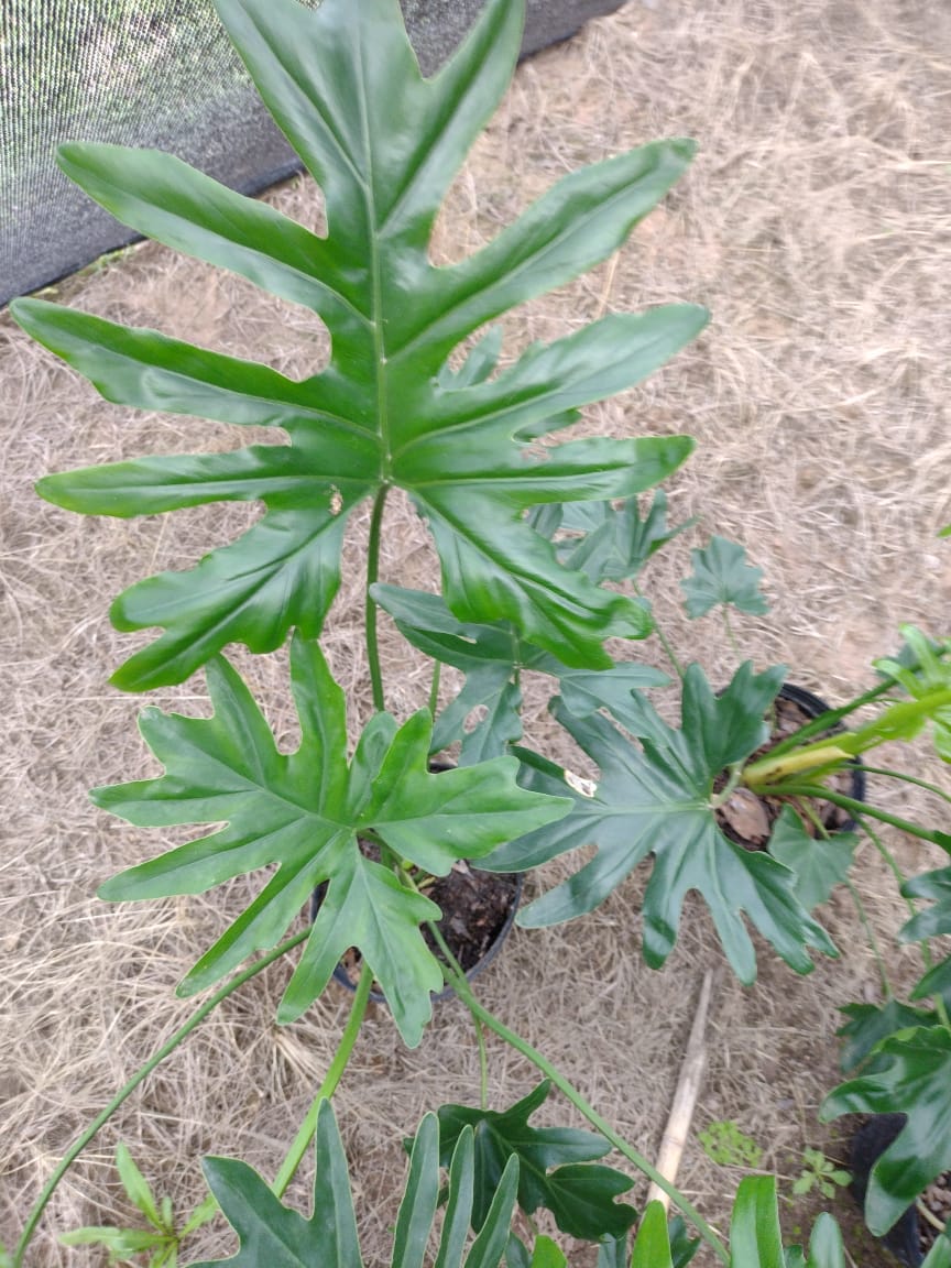Planta de filodendro verde con hojas lobuladas, de exterior.
