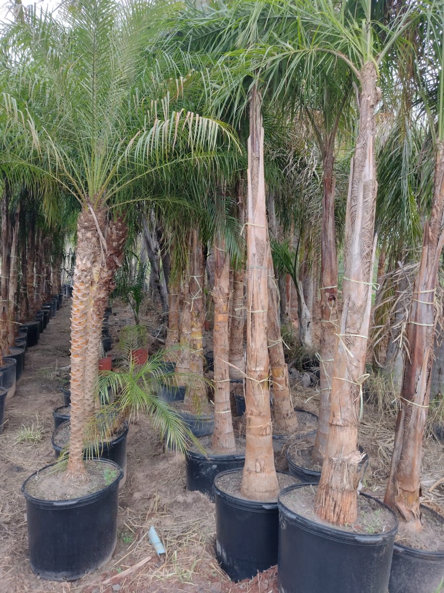 Hilera de palmeras altas en macetas negras, al aire libre.