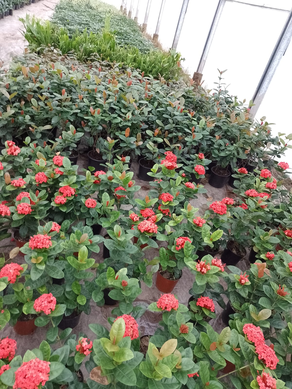 Hileras de plantas Ixora de flores rojas en macetas dentro de un invernadero con otras plantas verdes.