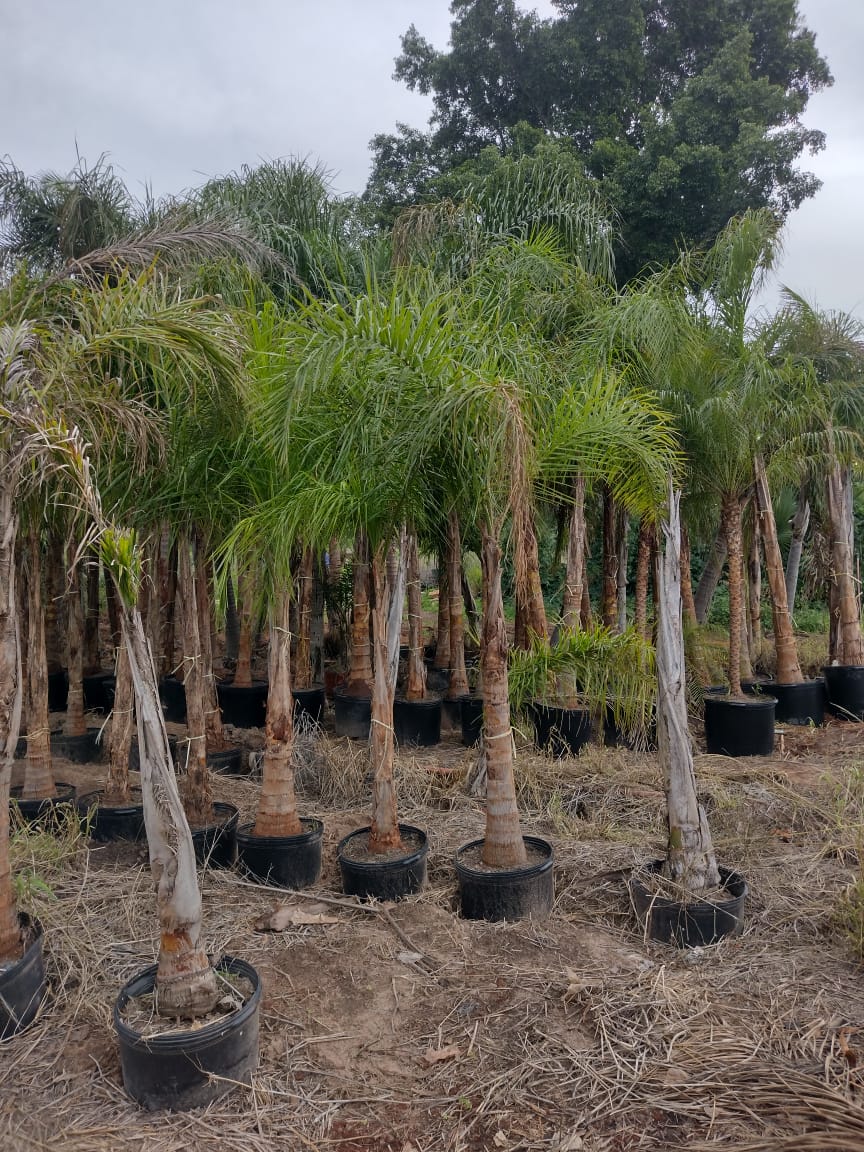 Palmeras en grandes macetas negras, de pie en un campo.