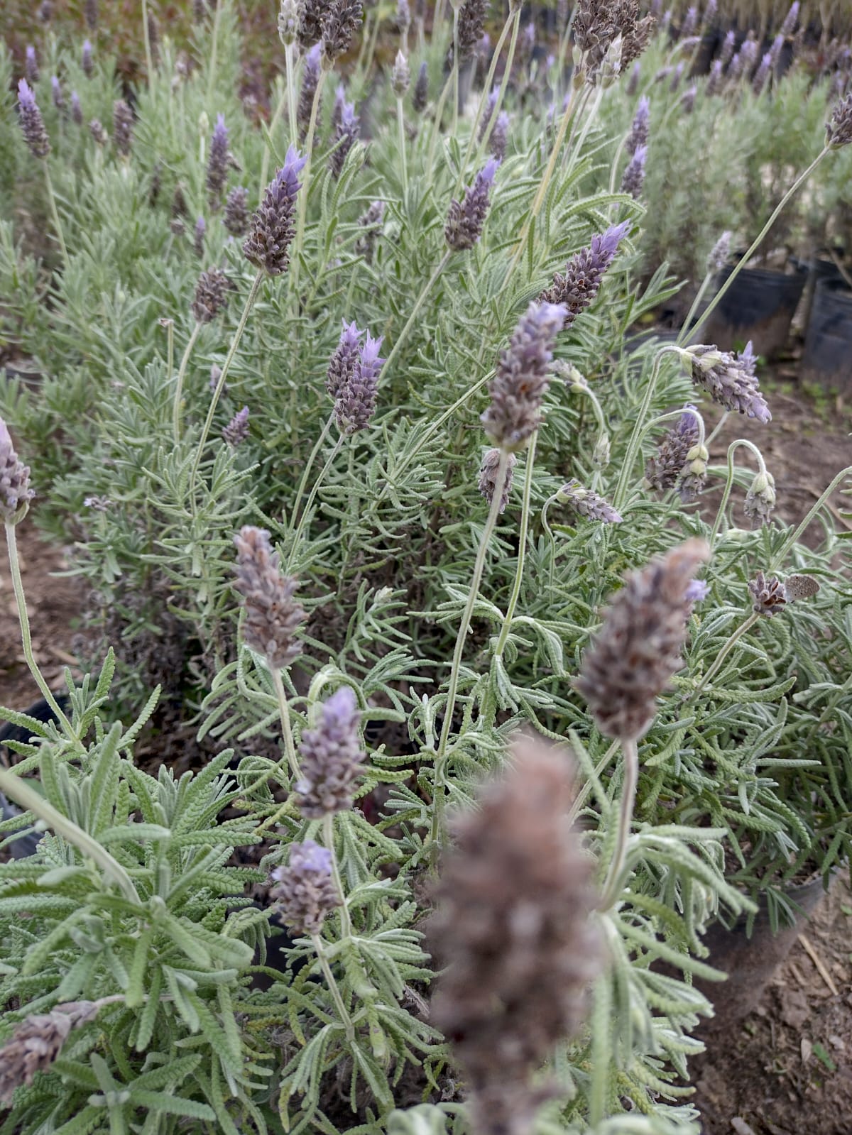 Plantas de lavanda con tallos altos de flores violetas y follaje verde plateado.